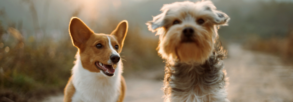 Dog trainer in jaipur